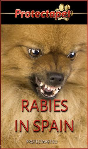 Rabies in Spain, the history, symptoms and treatment, by Protectapet 